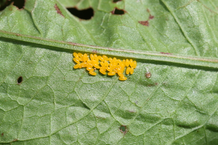 Green Dock Beetle eggs (Gastrophysa viridula) on the underside of the leaf