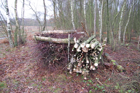 Habitat pile in woodland 