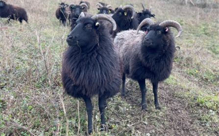 Hebridean sheep herd on grassland