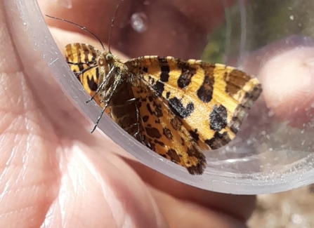 Speckled yellow moth 