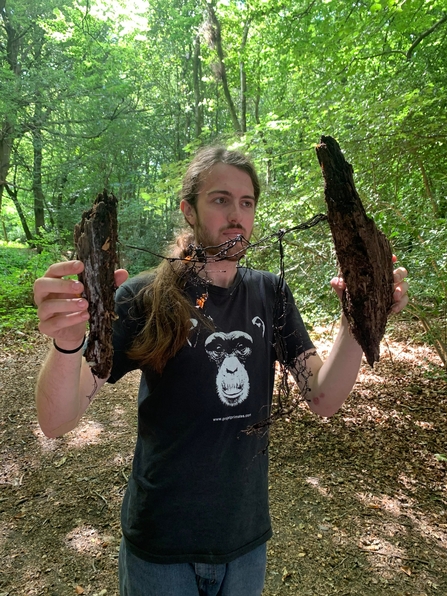 Volunteer holds two pieces of wood and between them hang the black bootstrap-like hyphae of the Honey Fungus, Armillaria mellea