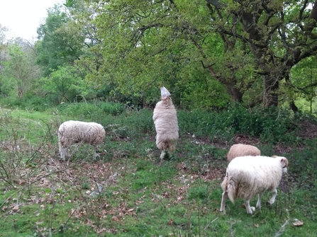White faced woodland sheep balancing on it's hind legs stretching out to reach  leaves higher up