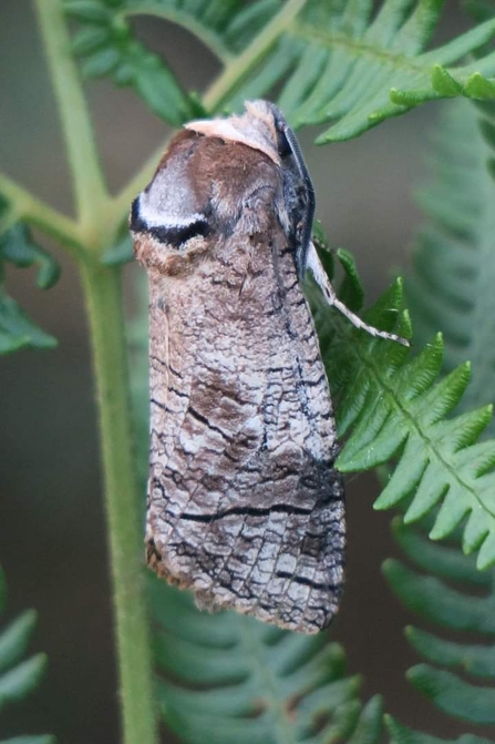 A goat moth on bracken leaves interestingly looks like nothing more than a piece of wood