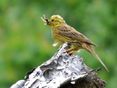 Yellowhammer bird perching on a log of wood with an insect in its beak