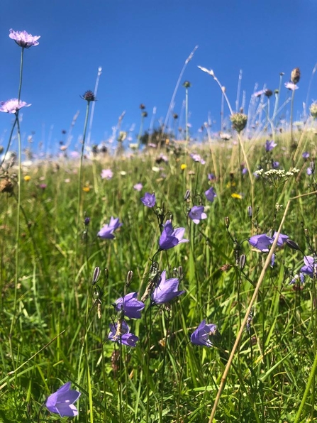 Harebells flowering in grassland in the foreground and a blue clear sky showing in the background