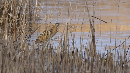 A bittern bird well camouflaged as it walks out of a reedbed