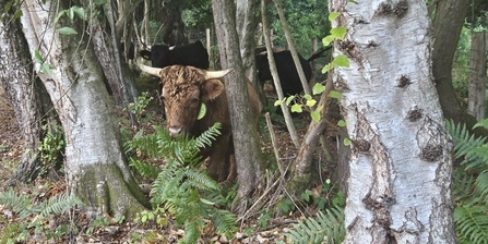 Dexter cattle after being attacked by a dog is hiding in wooded area