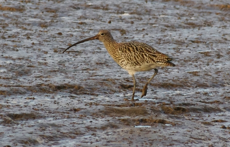 Curlew bird searching for prey on the mudflats