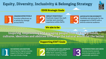 Equity, diversity inclusivity and belonging strategy 