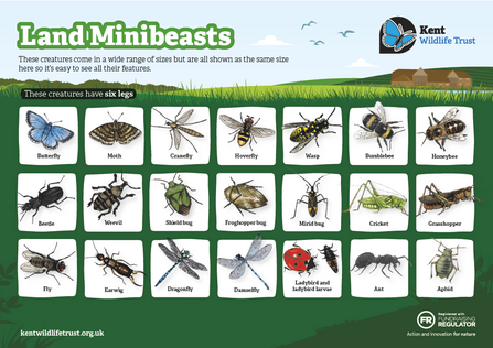 A fieldguide for minibeasts with six legs