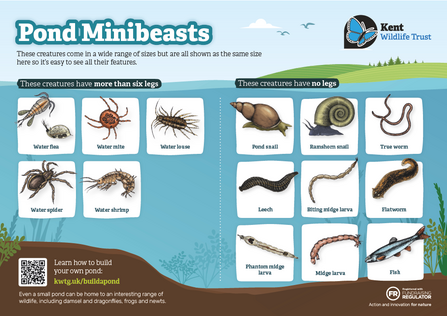 A fieldguide for pond minibeasts more than six legs or no legs