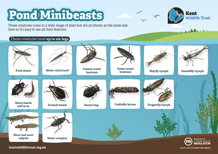 A fieldguide for pond minibeasts six legs