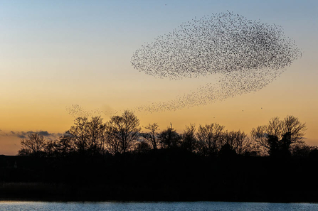 Starling murmuration at Oare Marshes