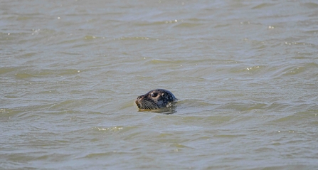seals at pegwell bay