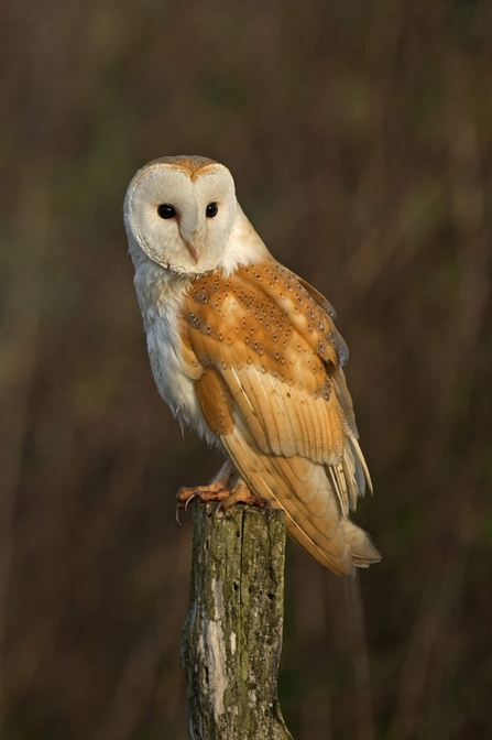 A barn owl sat on a post.