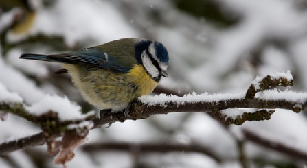 A blue tit perched on a snowy branch.