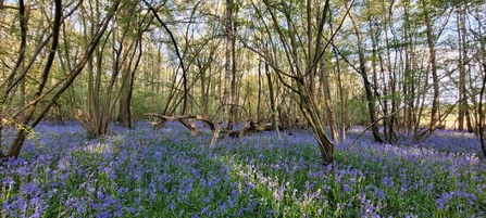 A carpet of bluebells at Hunt's Wood.