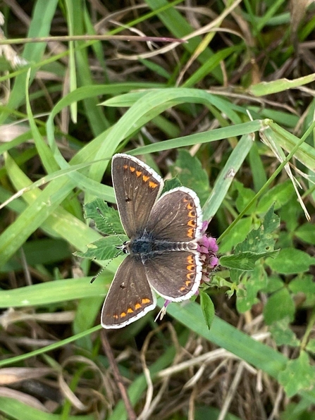 A female common blue butterfly with brown, orange-spotted wings.