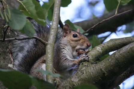 A squirrel eating an acorn in a tree.