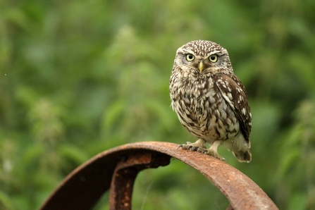 A little owl sat on a rusty metal wheel.