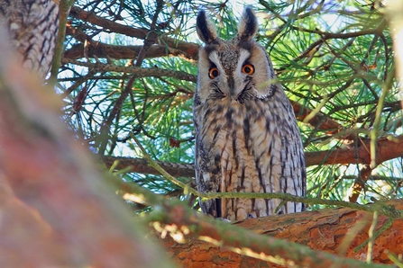 A long-eared owl peering through branches.