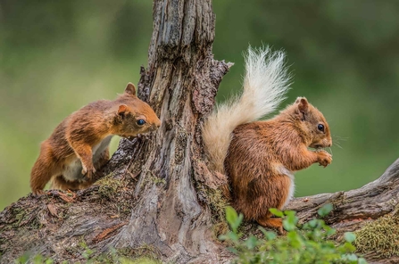 Two red squirrels sat on a branch, one eating a nut.