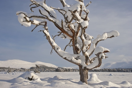 A bare, snow-covered tree in winter.