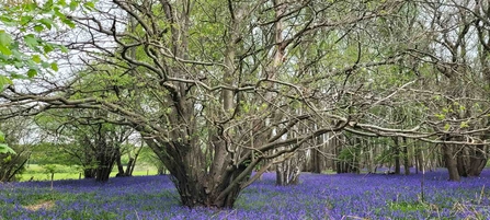 A sprawling tree amongst bluebells at Hunt's Wood.