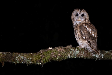 A tawny owl on a branch at nighttime.
