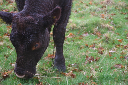 Sussex cow at Scotney