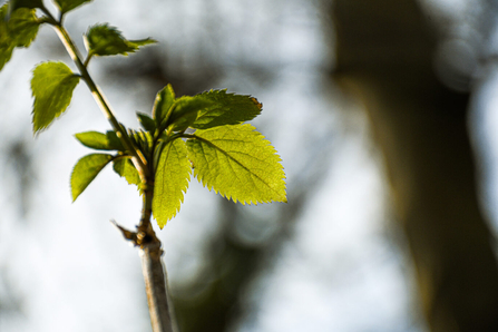 A leaf budding at Hothfield Heathlands in spring.