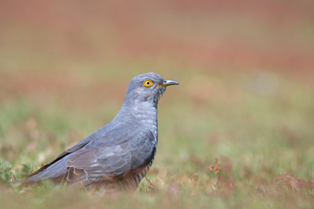 A cuckoo with grey feathers and a yellow eye stands amongst shrubby grass.