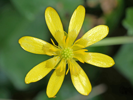Close-up photo of the lesser celandine with its thin bright yellow petals.