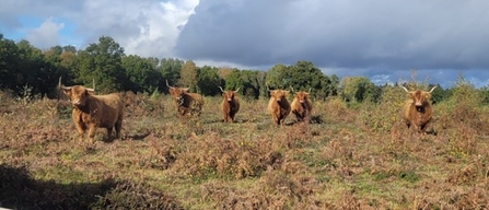 A herd of highland cattle looking at the camera.