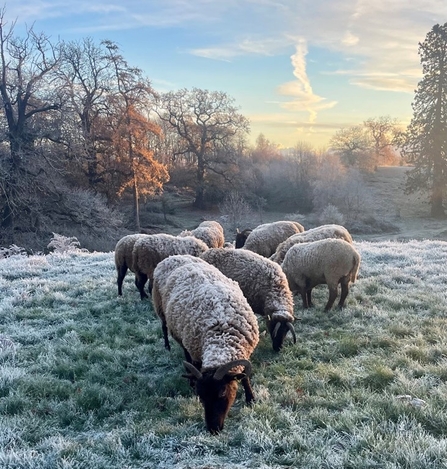 Manx sheep grazing in snow and frost.