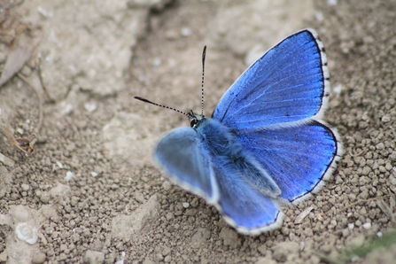 The adonis blue butterfly with its bright blue wings and white fringes.