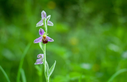 The bee orchid, which looks like a bee with purple wings.