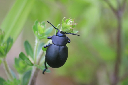 A bloody-nosed beetle with matte black body and bead-like antenna climbing up a stem.