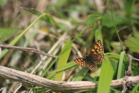 The Duke of Burgundy butterfly with its brown wings with orange spots.