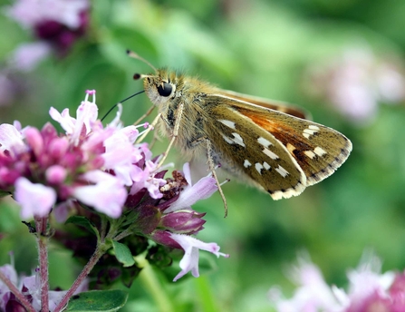 A silver-spotted skipper with a fluffy body and brown-yellow wings perched on a marjoram flower.