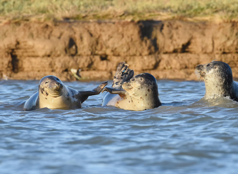 Common seals, photo by Russel Miles