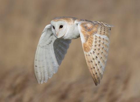Barn Owl in flight, photo by Ian Hufton