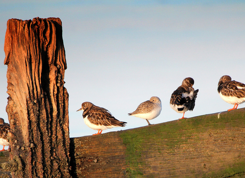 Birds at Seasalter, photo by Jim Higham