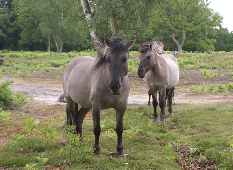 Konik ponies on East Kent Reserve