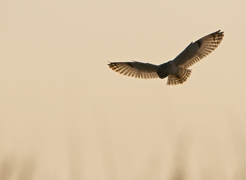 Short eared owl hunts at sunrise on Sheppey, photo by N Morley