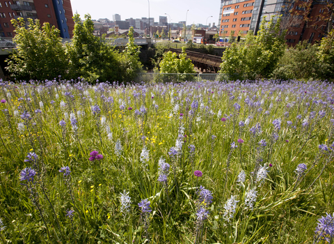 Wild flower planting in urban situation, photo by Paul Hobson