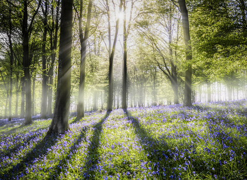 Bluebell woods, photo by Ian Hufton