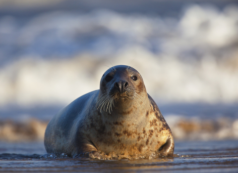 Grey seal, photo by Neil Aldridge