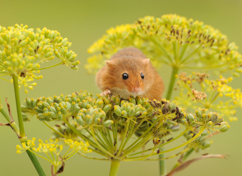 Harvest mouse, photo by Amy Lewis