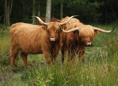 Highland Cows, photo by Greg Hitchcock